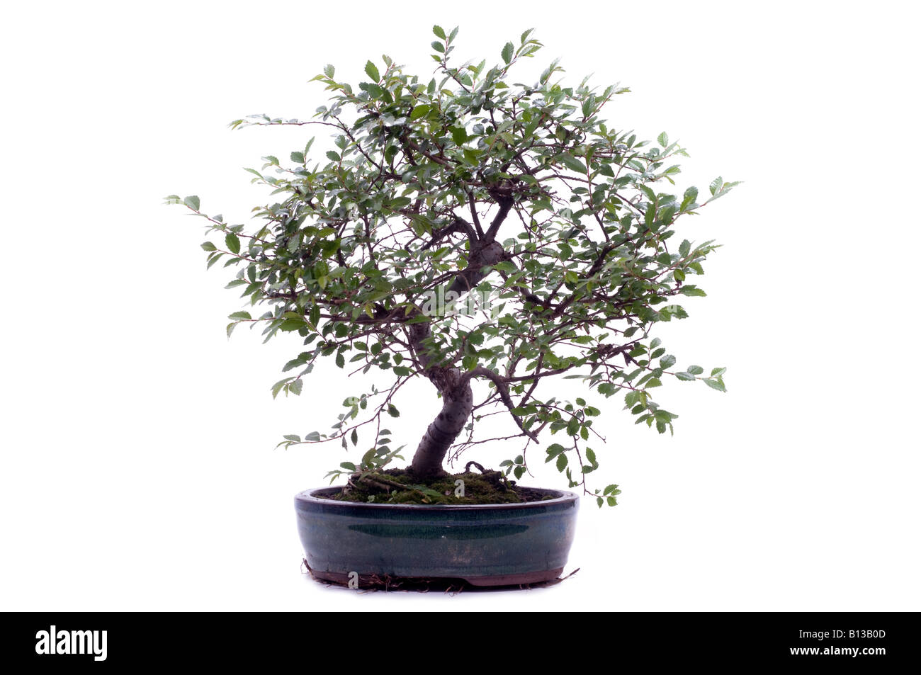 Wachsender bonsai Ausgeschnittene Stockfotos und -bilder - Alamy
