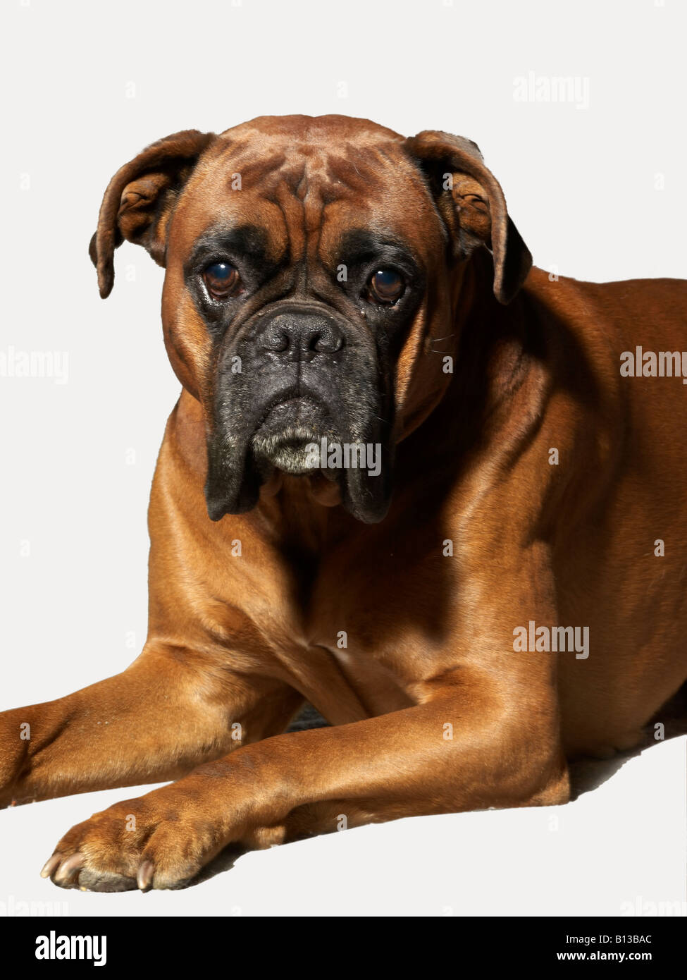 Foxhound Stockfoto