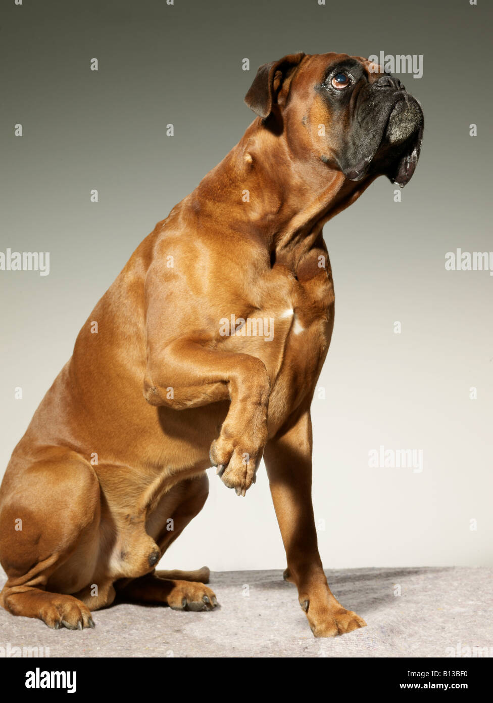 Foxhound Stockfoto