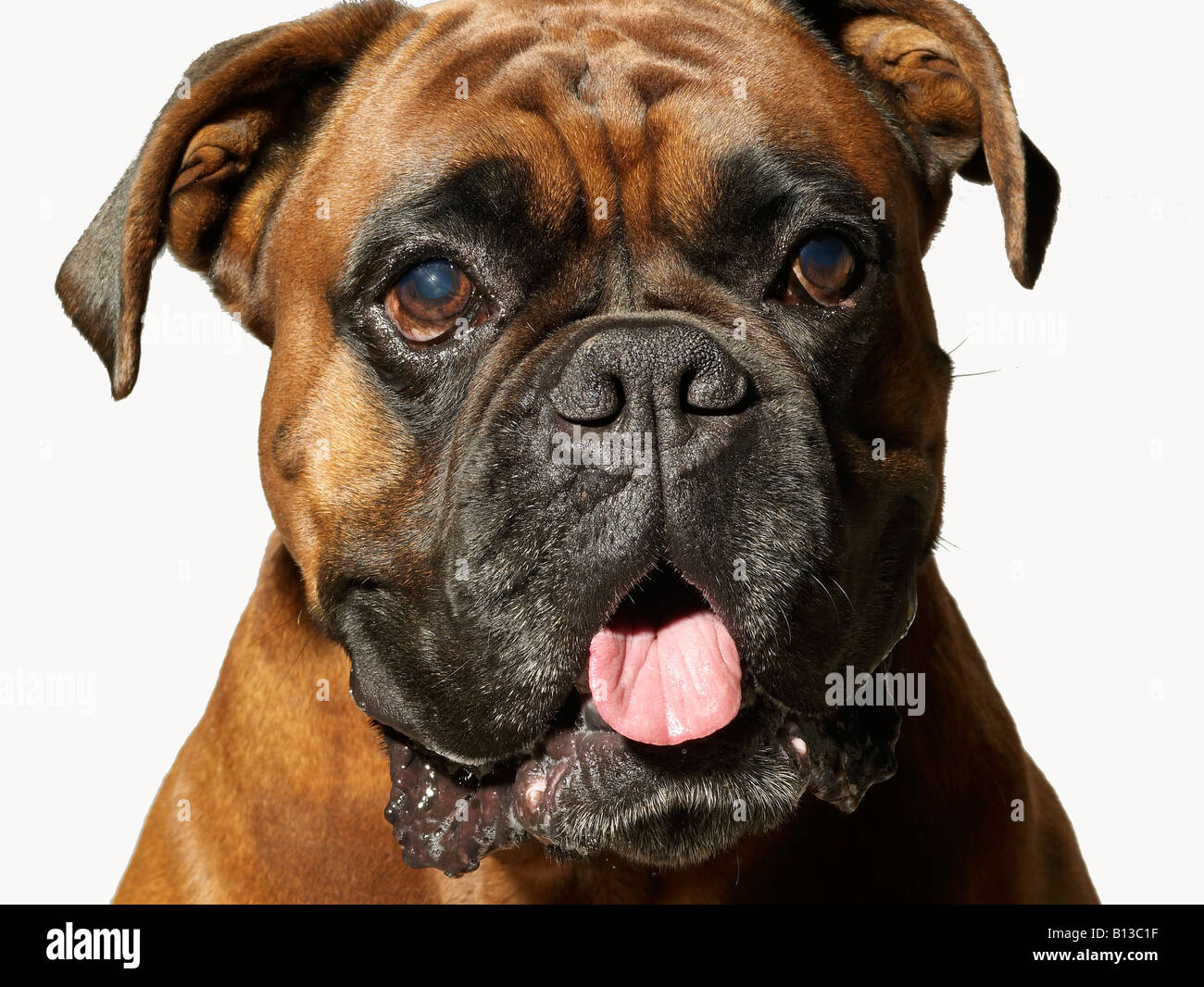 Foxhound Stockfoto