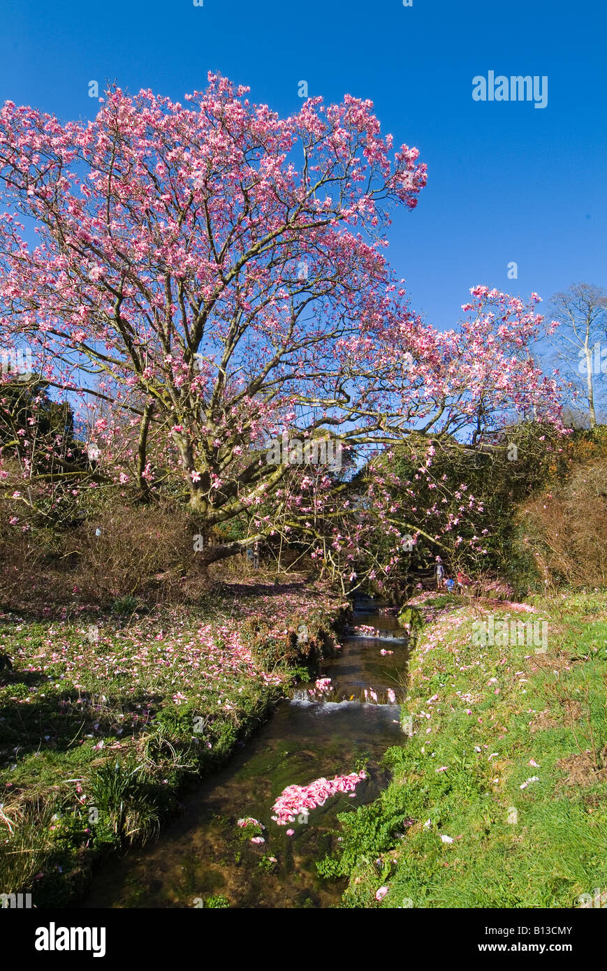 Ein riesiger blühender Magnolienbaum voller rosa Blüten. Dartmoor, Devon. GROSSBRITANNIEN Stockfoto