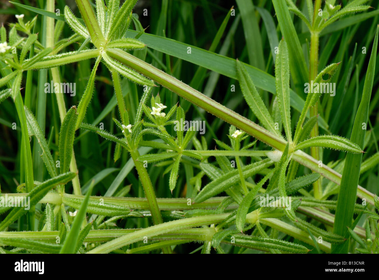 Kleine weisse Blüten von Hackmesser Galium Aparine eine jährliche Unkraut Ackerkulturen Stockfoto
