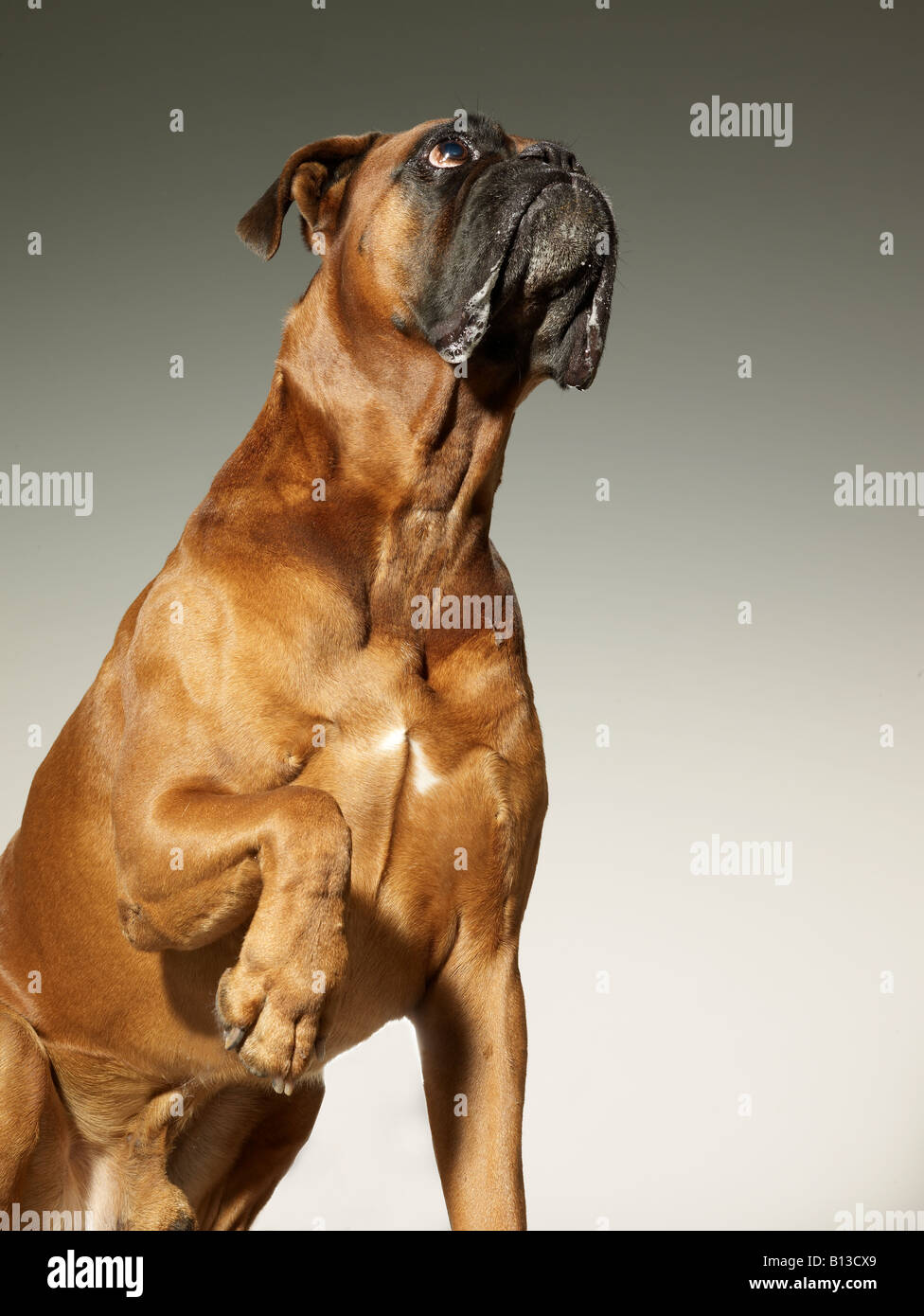 Foxhound Stockfoto