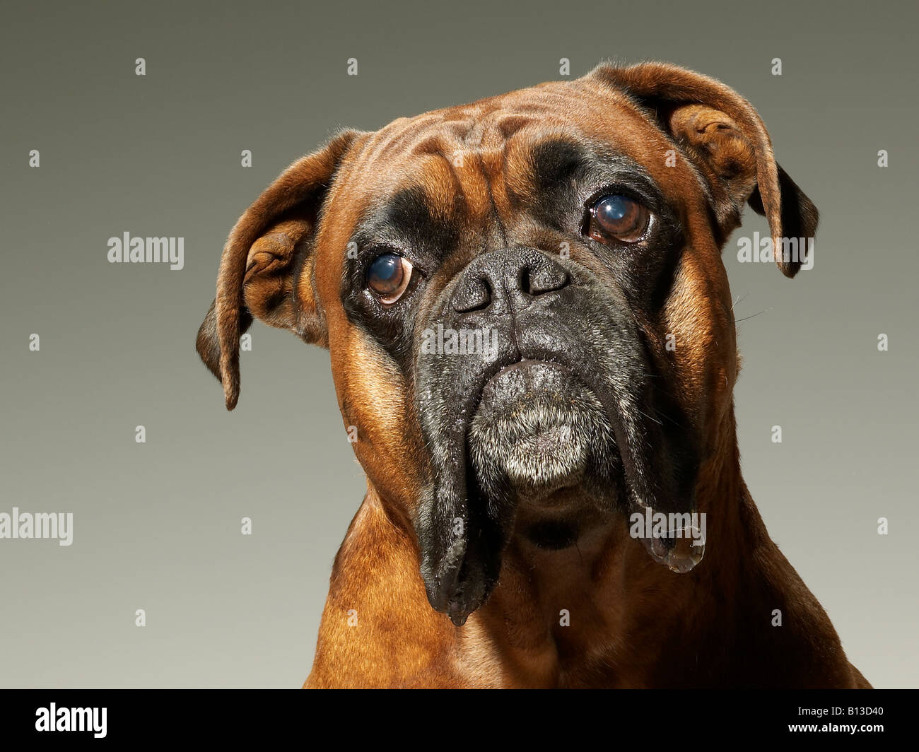 Foxhound Stockfoto