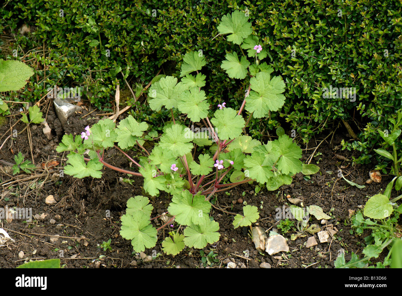 Runde rotblättrige Storchschnabel Geranium Rotundifolium blühende Pflanze Stockfoto
