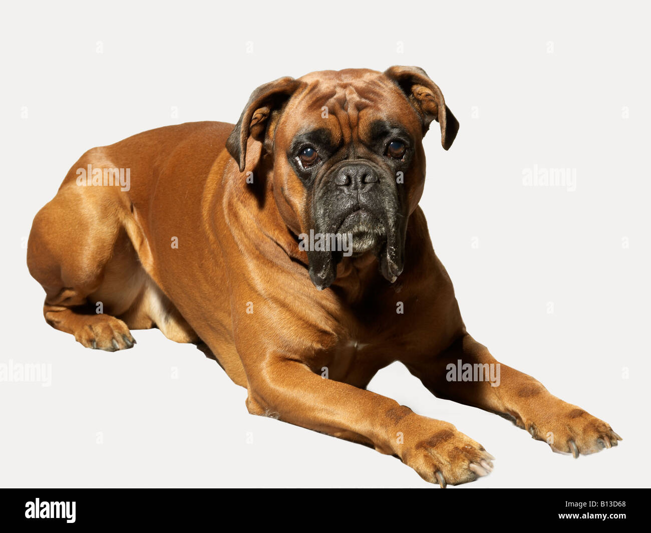 Foxhound Stockfoto