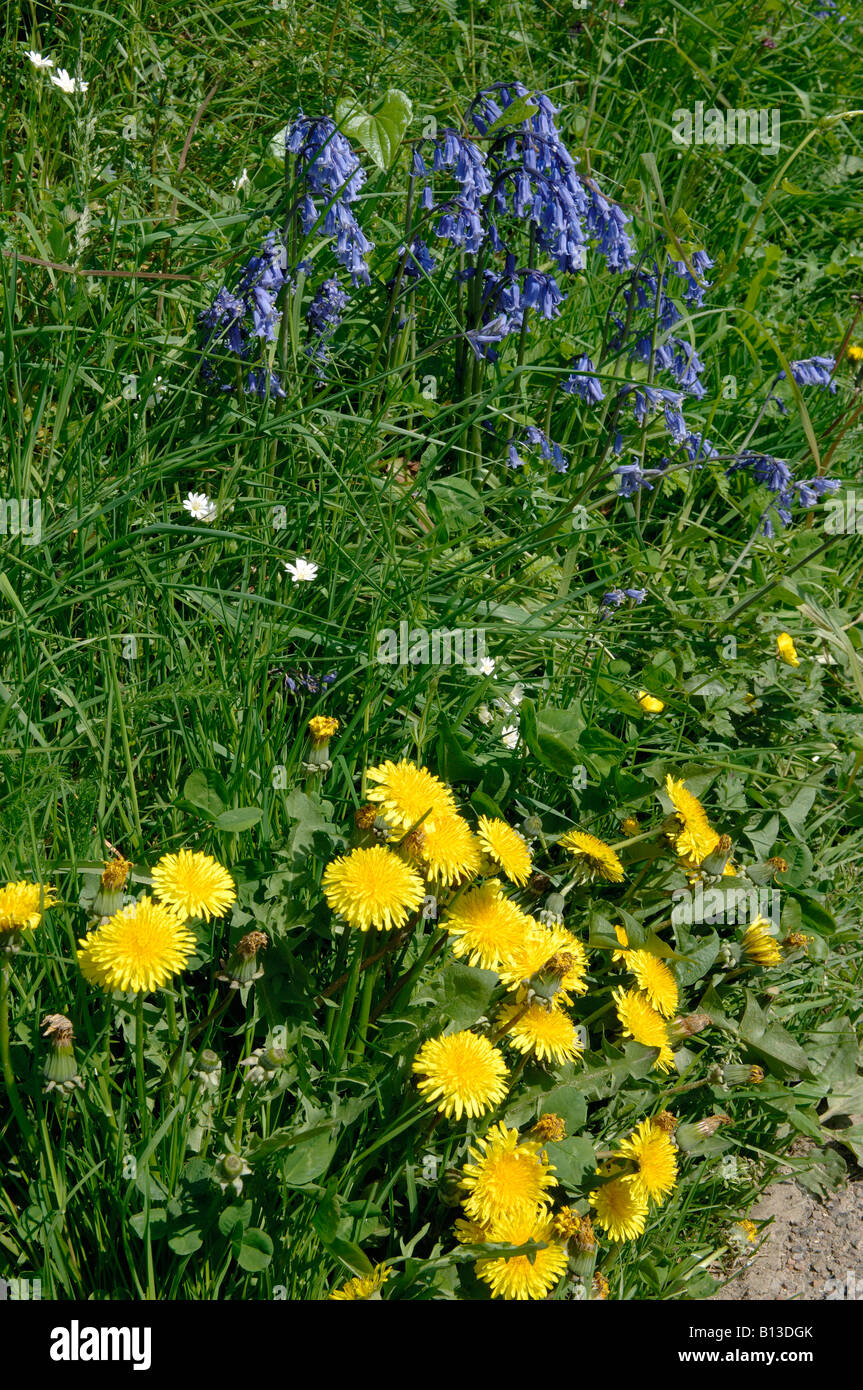 Devon Bank auf einer Landstraße im Frühling mit Glockenblumen und Löwenzahn Stockfoto