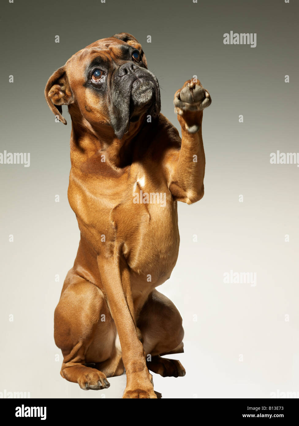 Boxen-foxhound Stockfoto