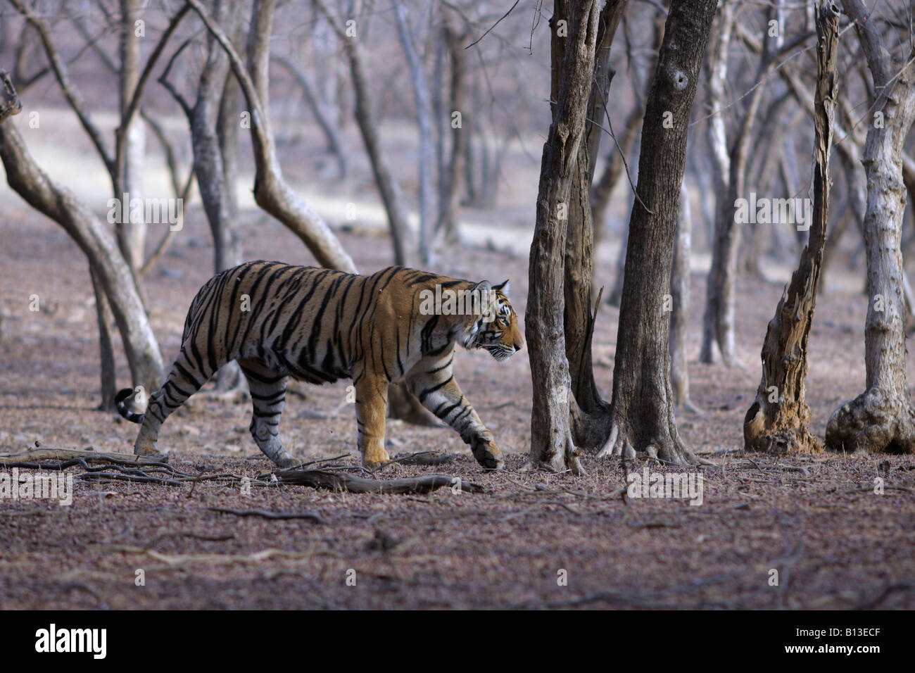 Ein Bengal Tiger, die ihren Weg in Richtung Rajbaug Bereichs Ranthambore Nationalpark. (Panthera Tigris) Stockfoto