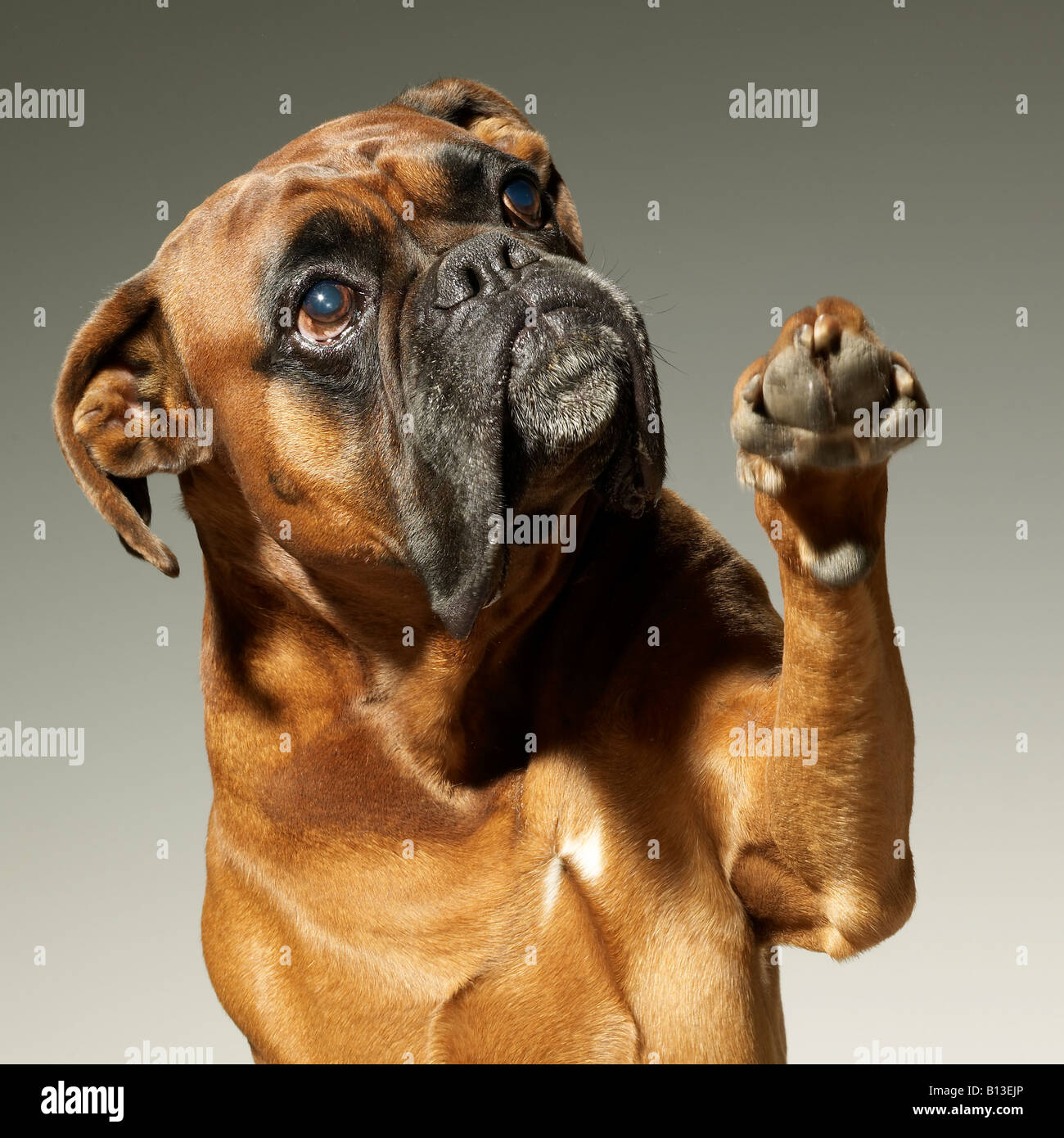 Boxen-foxhound Stockfoto
