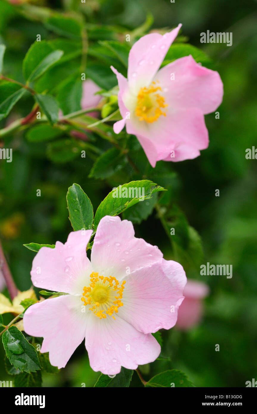 Hund rose rosa canina -Fotos und -Bildmaterial in hoher Auflösung – Alamy