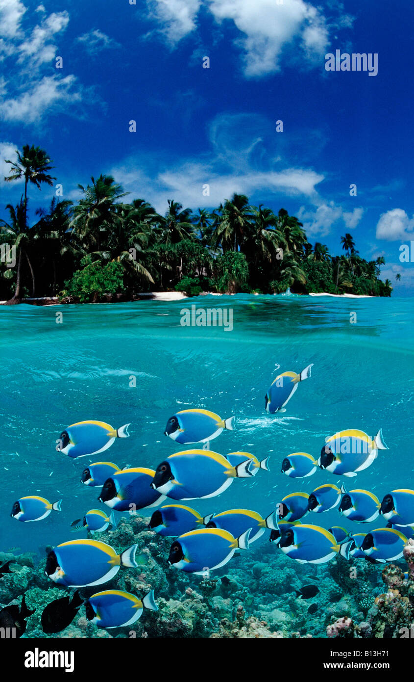 Schulzeit weißen Brüsten Chirurgen Acanthurus Leucosternum digitale Komposition Stockfoto