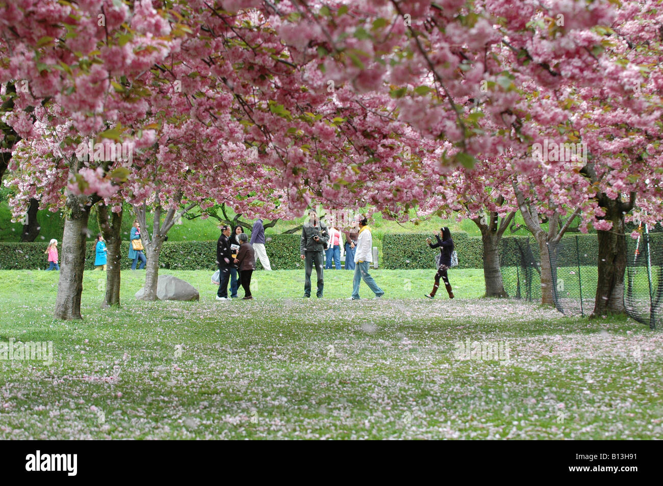 Menschen, die Kirschbäume in voller Blüte zu genießen, während das Kirschblütenfest in Brooklyns Botanic gardens Stockfoto