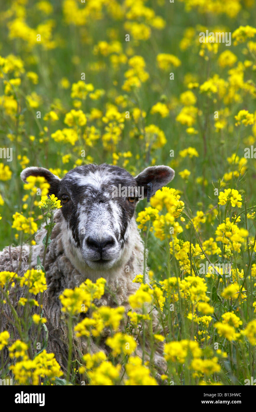 Schafe in einer Fied gelben Blüten in Derbyshires Peak District Stockfoto