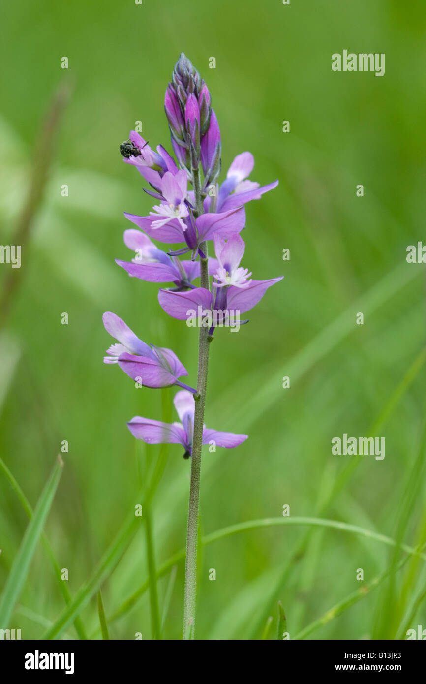 VIOLETTE BLUME MIT BUG AUF HINTERGRUND GRÜN Stockfoto