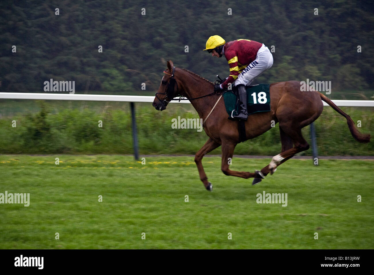 Pferd und Jockey Aufwärmen vor dem Gold Cup Steeplechase bei Scone Palace Park Racecourse Perth, UK Stockfoto