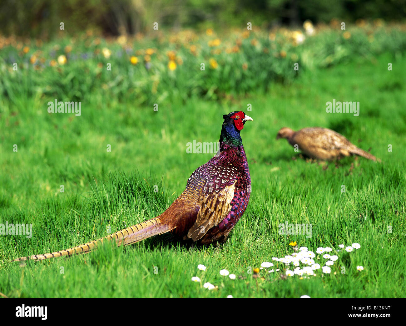 Männlichen und weiblichen Fasan England Stockfoto