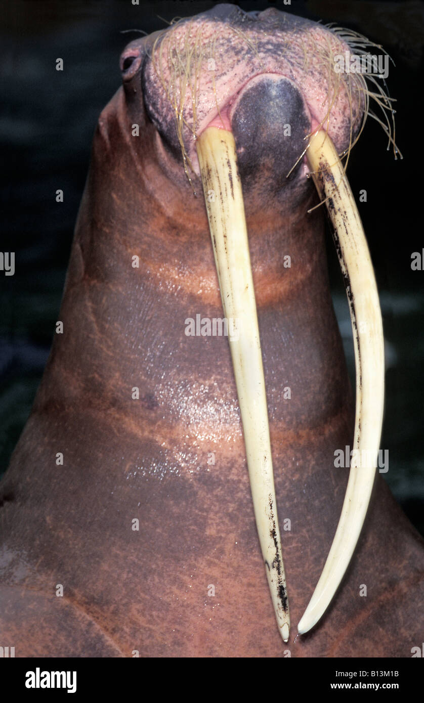 Morse Walross Walrus Odobenus Rosmarus Porträt Tiere Arktis Arktis Canoidea Carnivora Raubtiere Flossenfuesser Kopf Mammalia Stockfoto