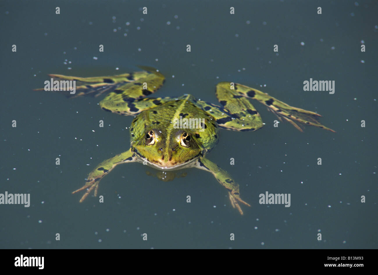 Grenouille Verte Frosch Frosch Rana Esculenta Deutschland Bayern Erwachsene Amphibien Tiere Wassertiere Europa Europe Frosch Frösche aus th Stockfoto