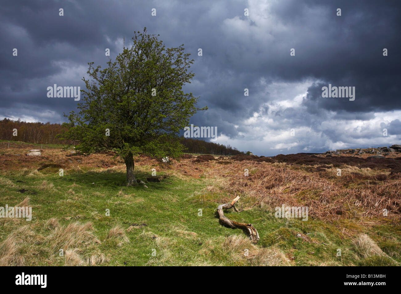 Baum fotografiert während eines Sturms im The Peak District Stockfoto