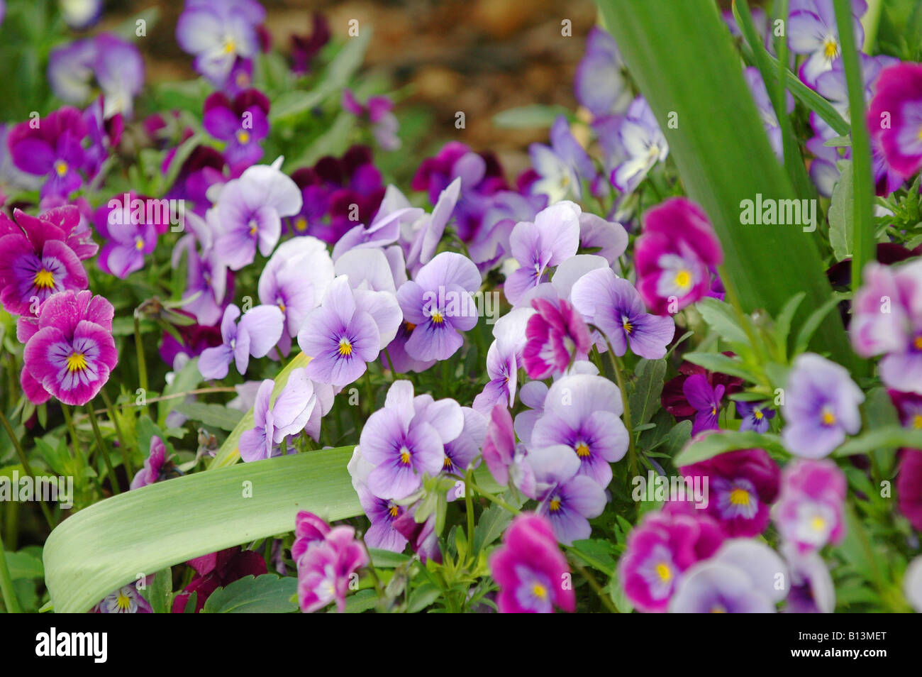Veilchen im Garten Stockfoto