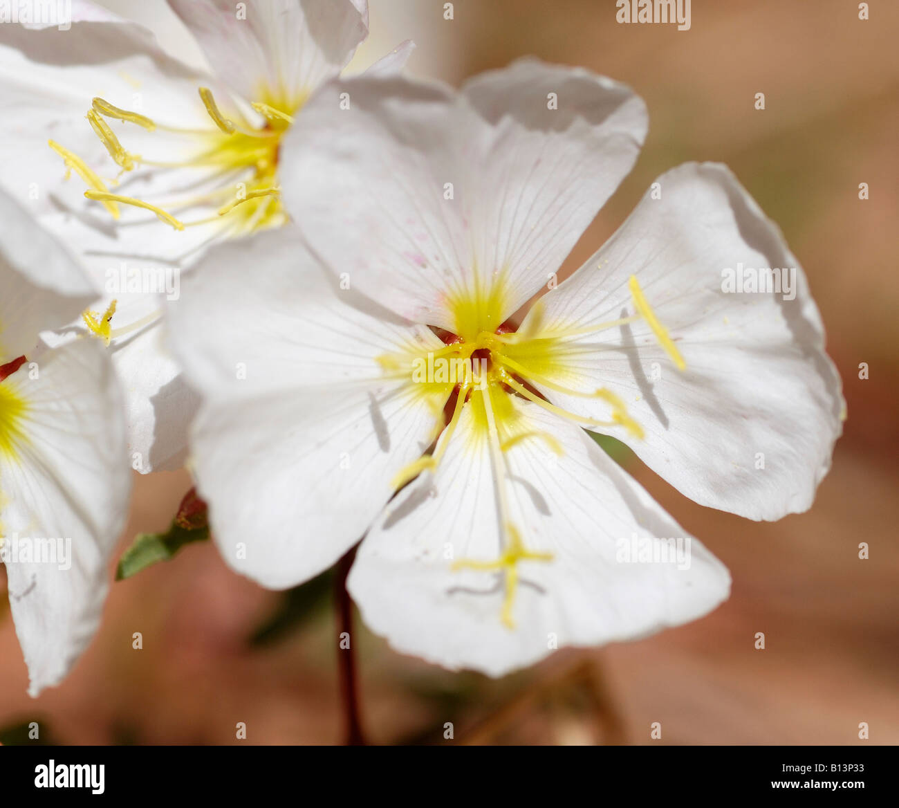 Pale Abend Primrose Capitol Reef Nationalpark Stockfoto