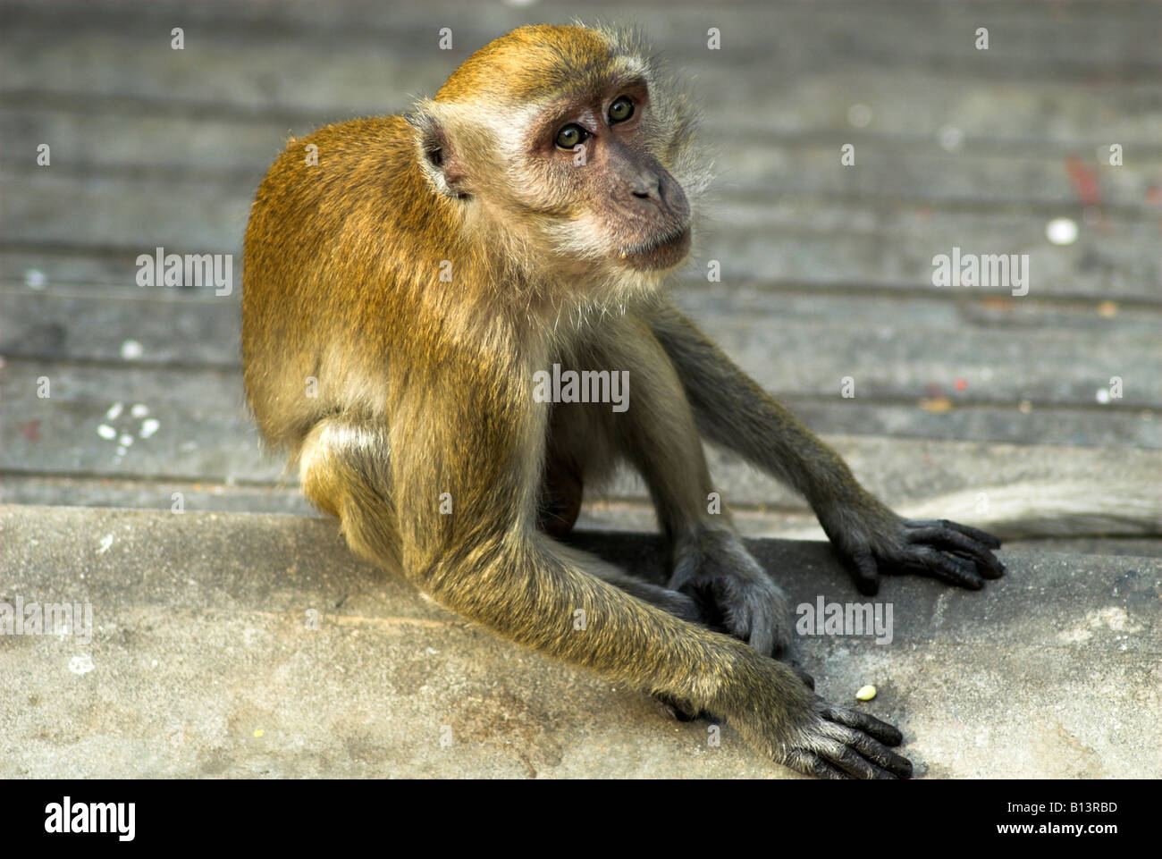 Lange tailed Macaque Affen, Batu Caves, Malaysia Stockfoto