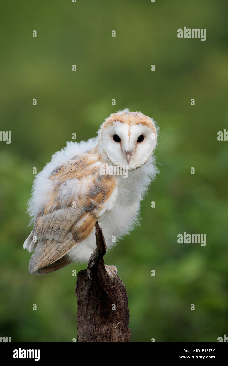 Junge Schleiereule Tyto Alba Suche alert Potton Bedfordshire Stockfoto