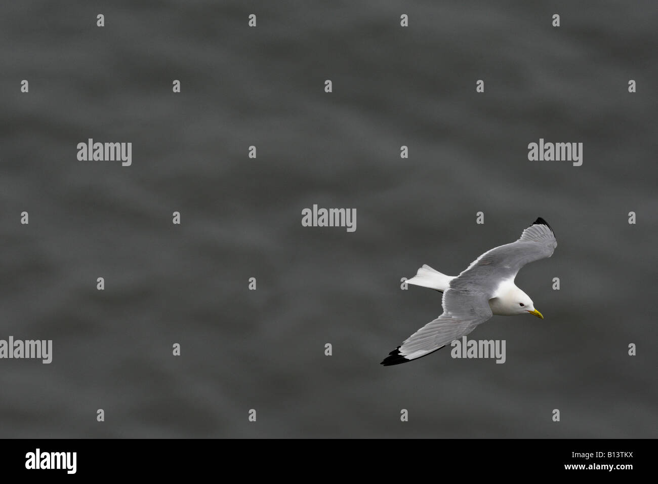 Kittiwake Rissa Tridactyla im Flug Bempton Klippen Yorkshire Stockfoto