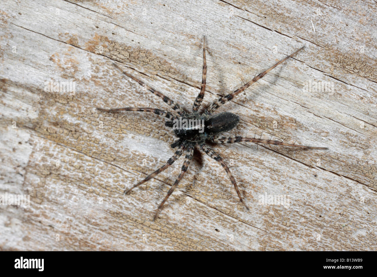 Wolfspinne-Pardosa Lugubris auf Log Potton Bedfordshire Stockfoto