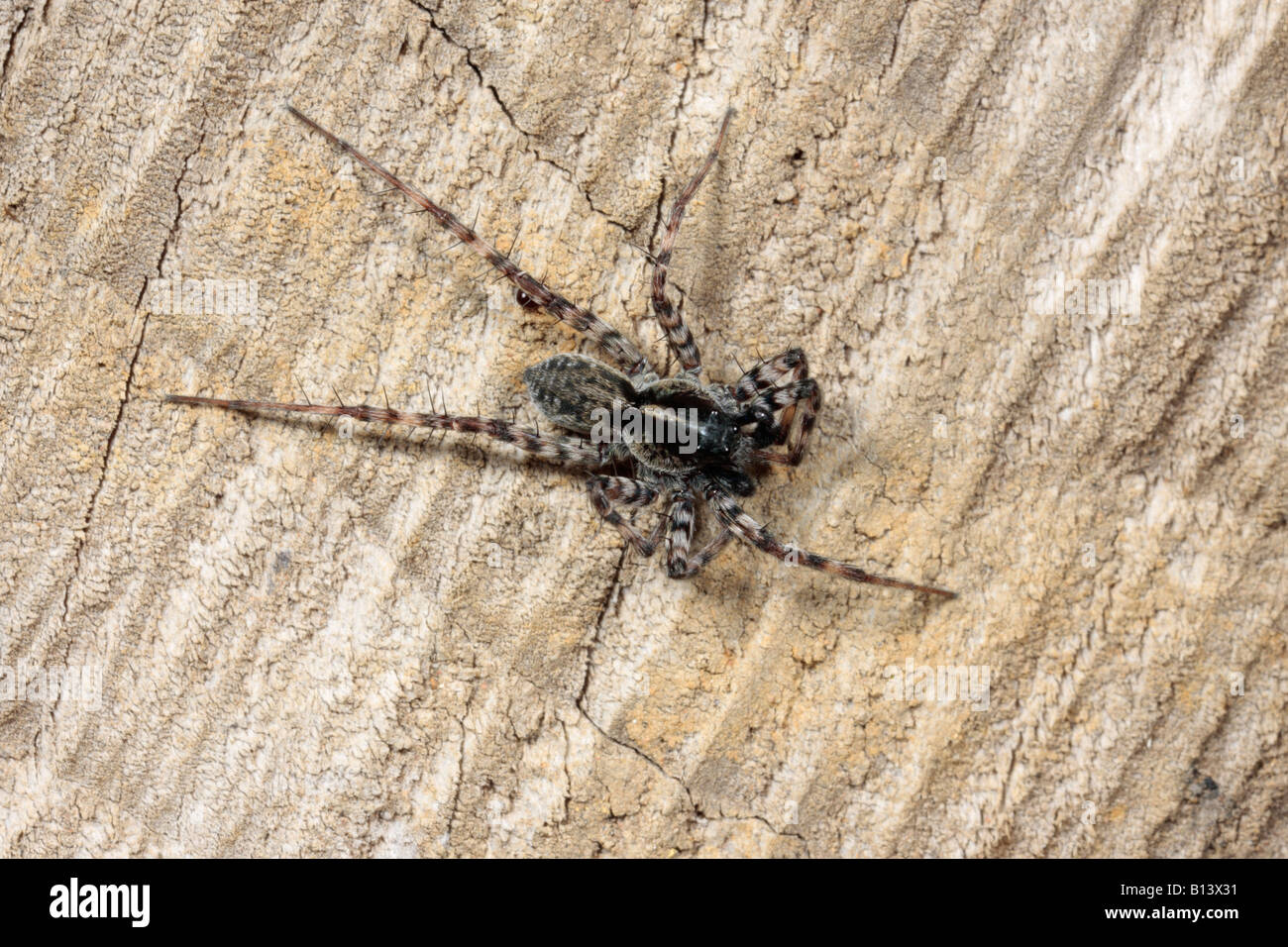 Wolfspinne-Pardosa Lugubris auf Log Potton Bedfordshire Stockfoto