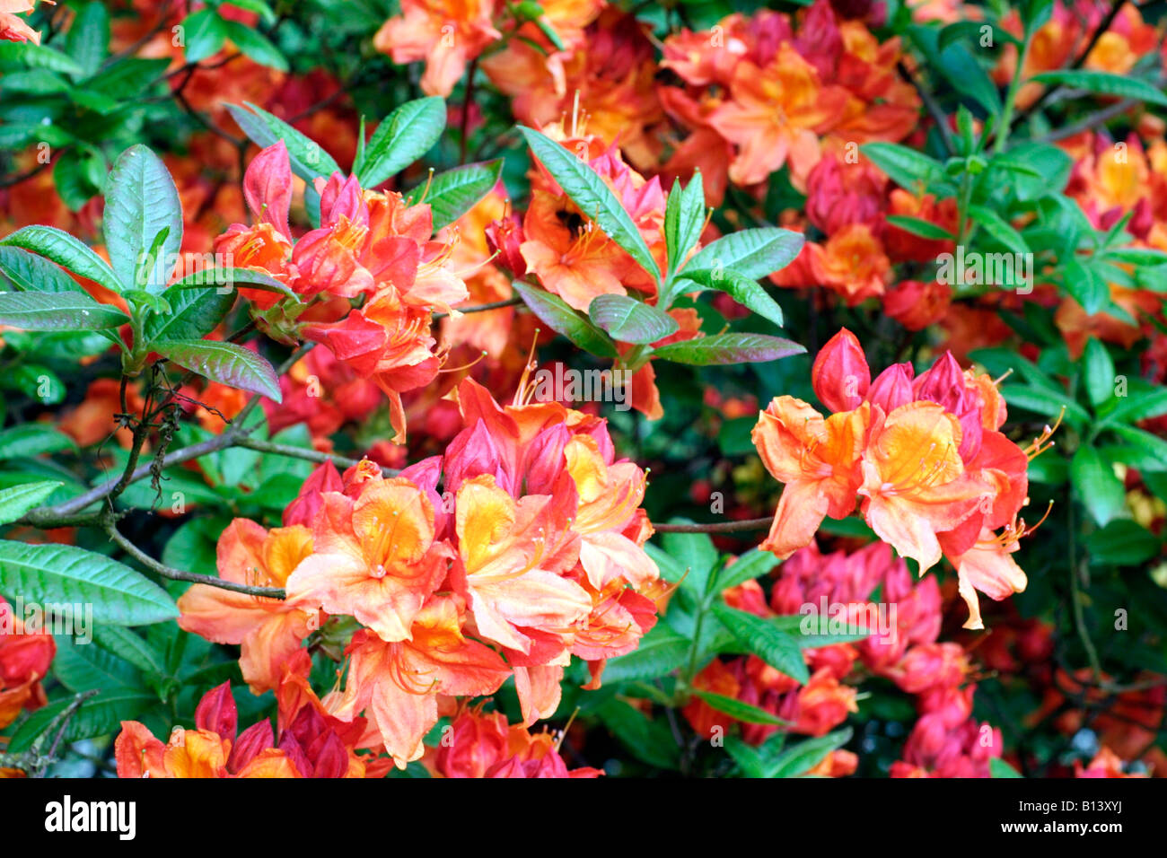 RHODODENDRON GLÜHENDEN GLUT TANZROUTINEN AZALEE Stockfoto RHODODENDRON GLÜHENDEN GLUT TANZROUTINEN AZALEE Stockfoto
