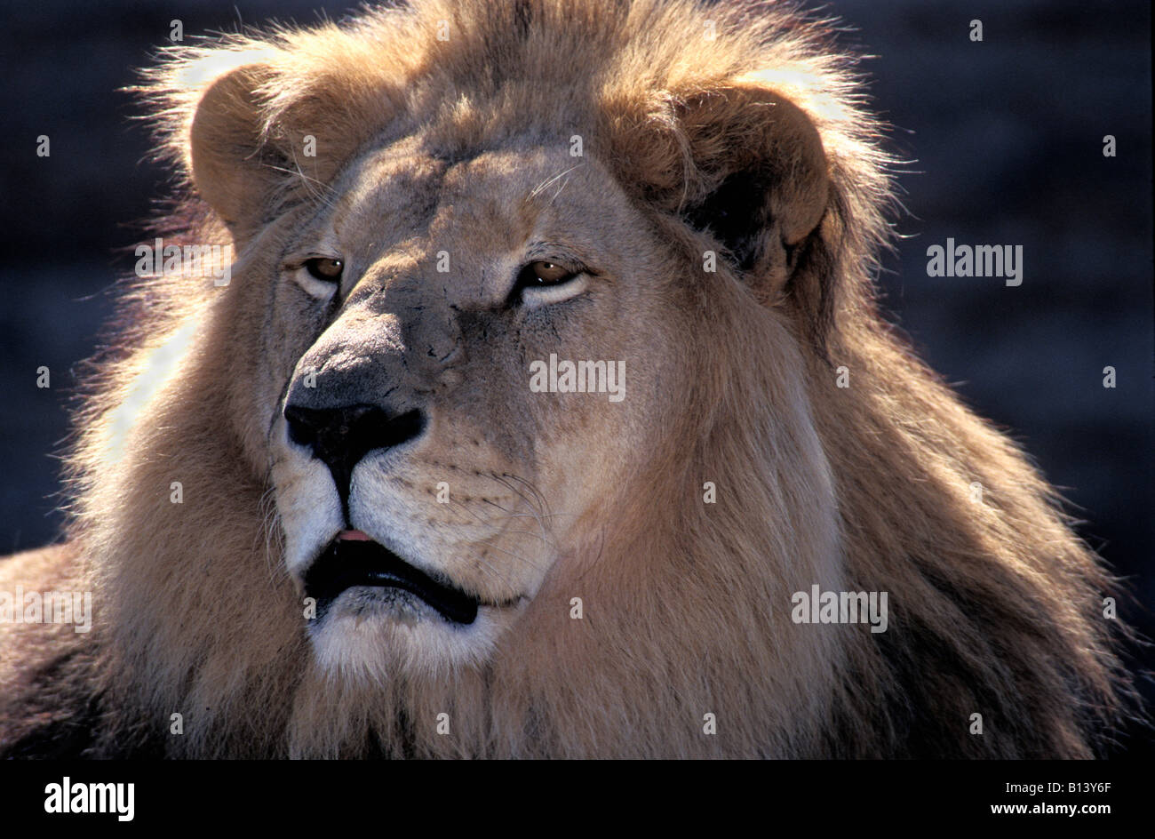 Männliche afrikanische Löwe Panthera Leo Porträt Erwachsene Erwachsene Afrika afrikanische Tier Tiere große blooded Carnivora Fleischfresser Fleischfresser ca Stockfoto