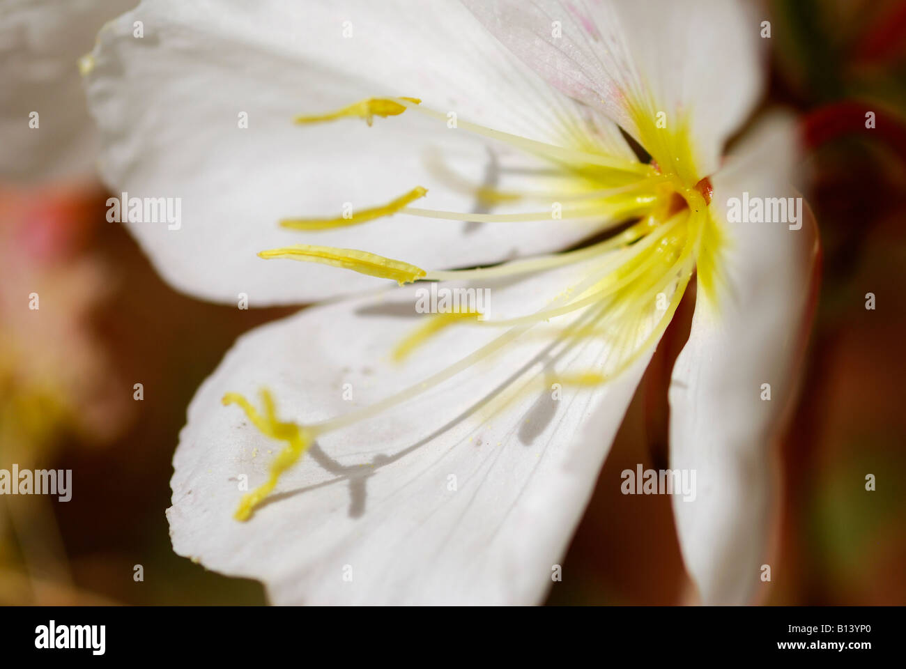 Pale Abend Primrose Capitol Reef Nationalpark Stockfoto