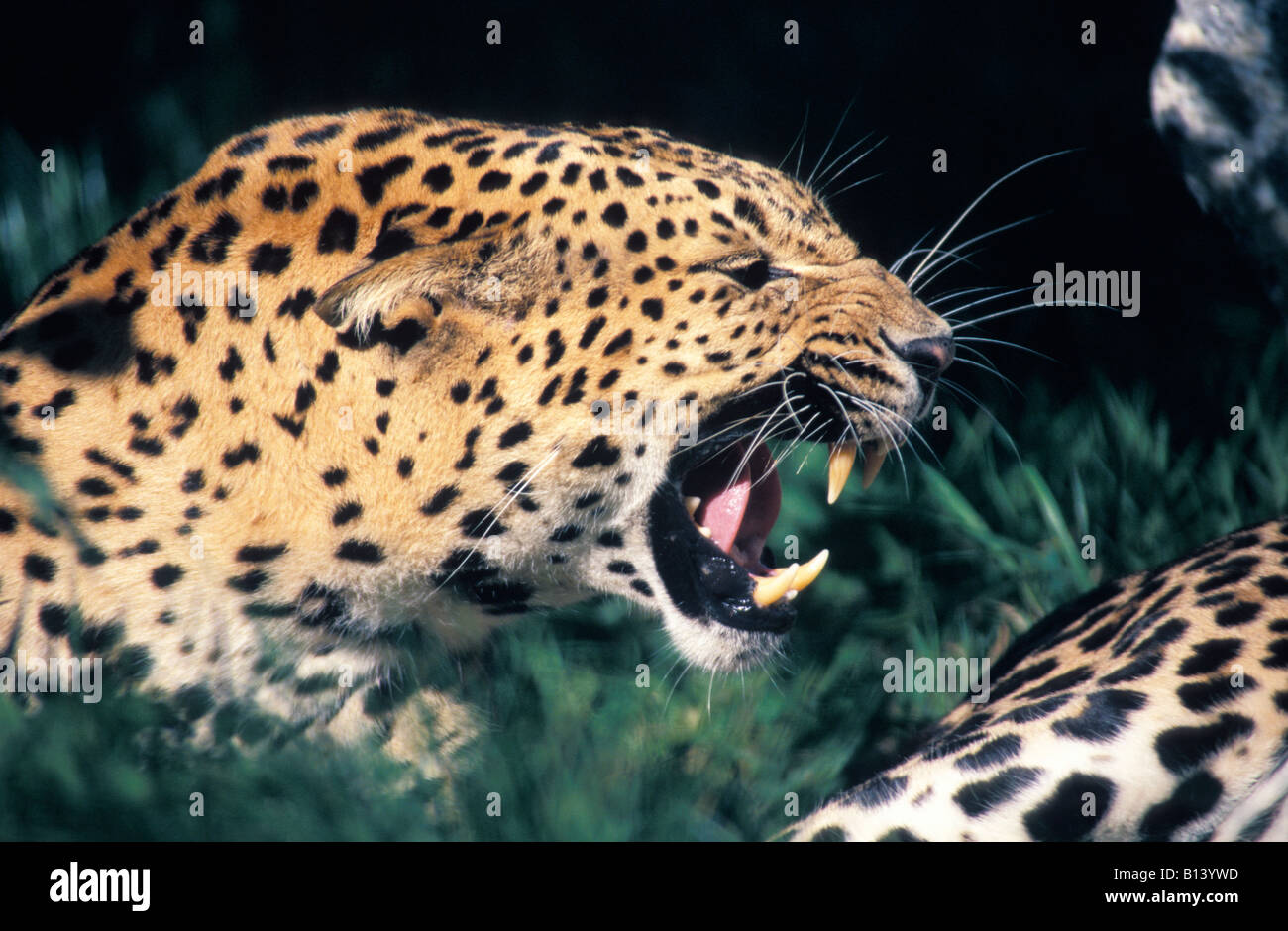Panthere männliche Leoparden Panthera Pardus zeigt Afrika afrikanische Aggression Aggression aggressiv böse Tier Tiere großen blutigen C Stockfoto