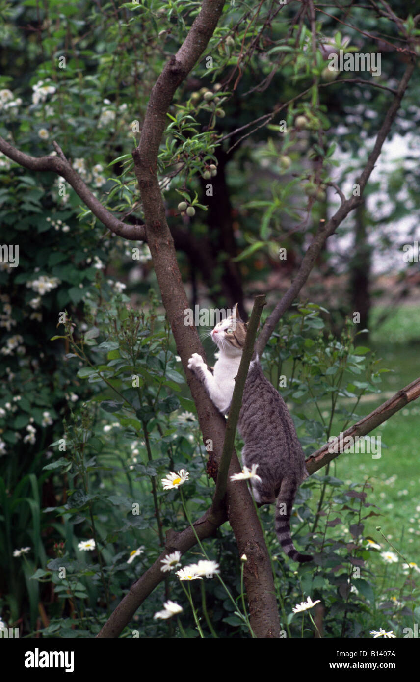 Katze auf dem Baum Felis Silvestris Catus für f Stockfoto