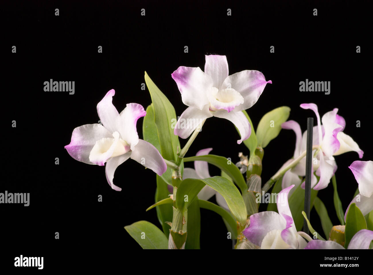 Orchidee auf schwarzem Hintergrund isoliert Stockfoto