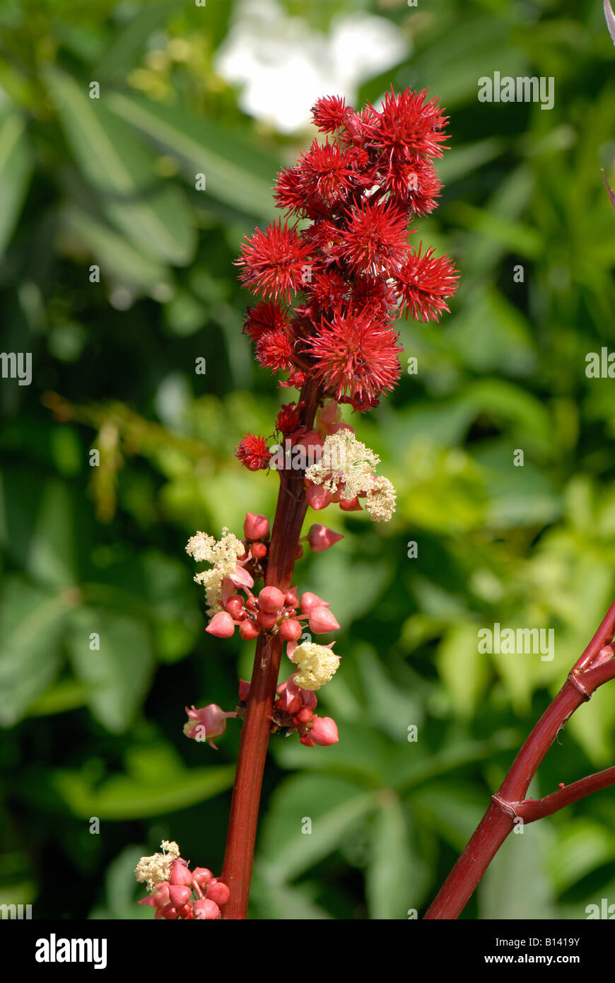 Rizinusöl Pflanze Ricinus Communis Blumen und jungen Samenkapseln Stockfoto