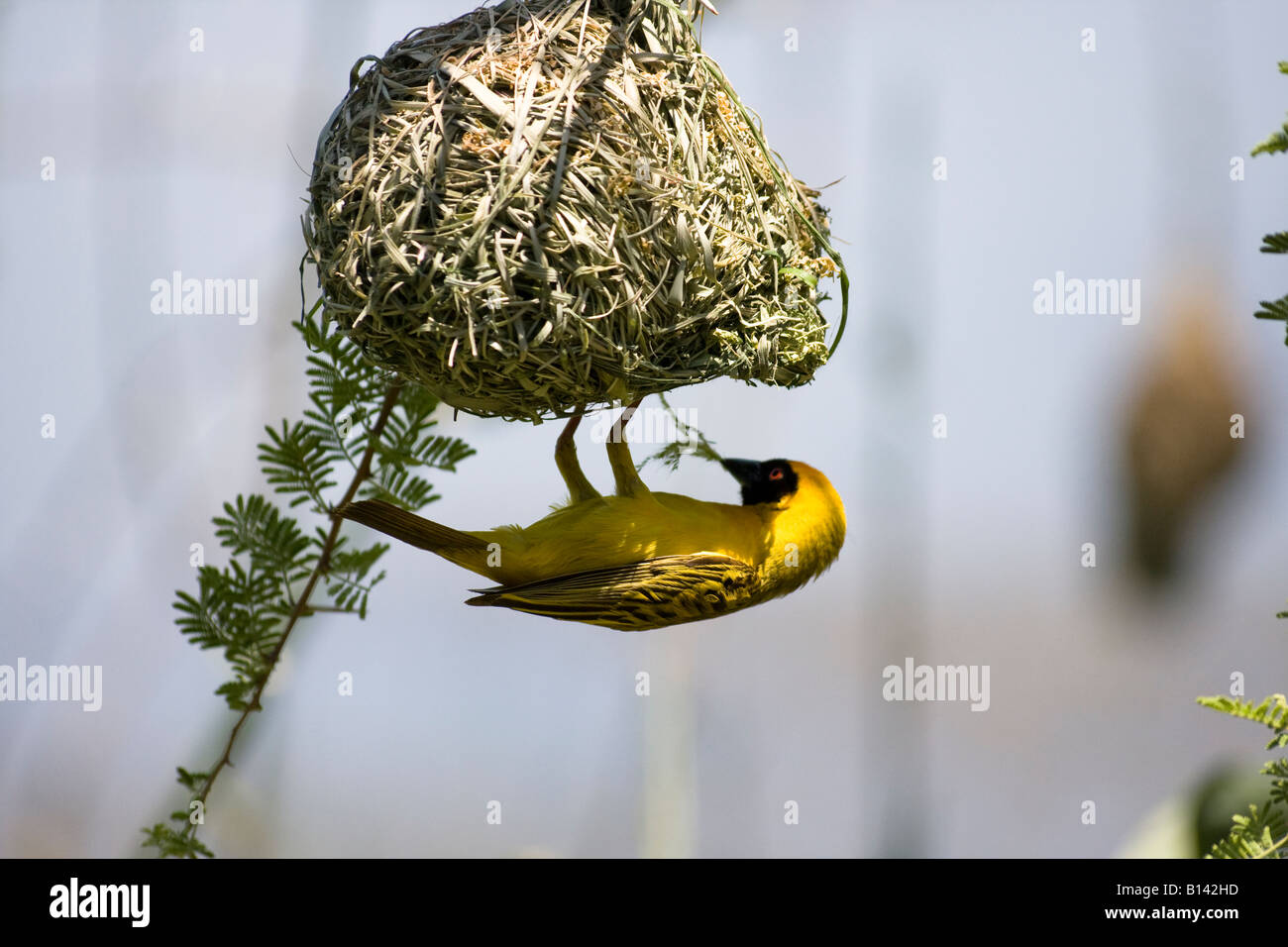 Die maskierten Weaver Vogel Gebäude nisten (Ploceus Velatus) - Südafrika Stockfoto