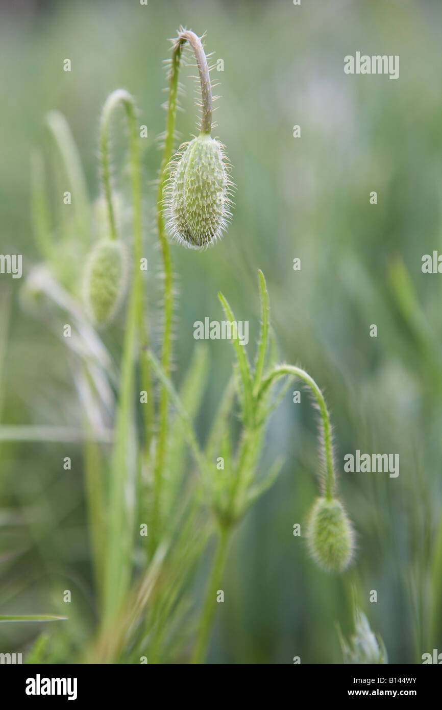 Mohnknospen Stockfotos Und Bilder Kaufen Alamy