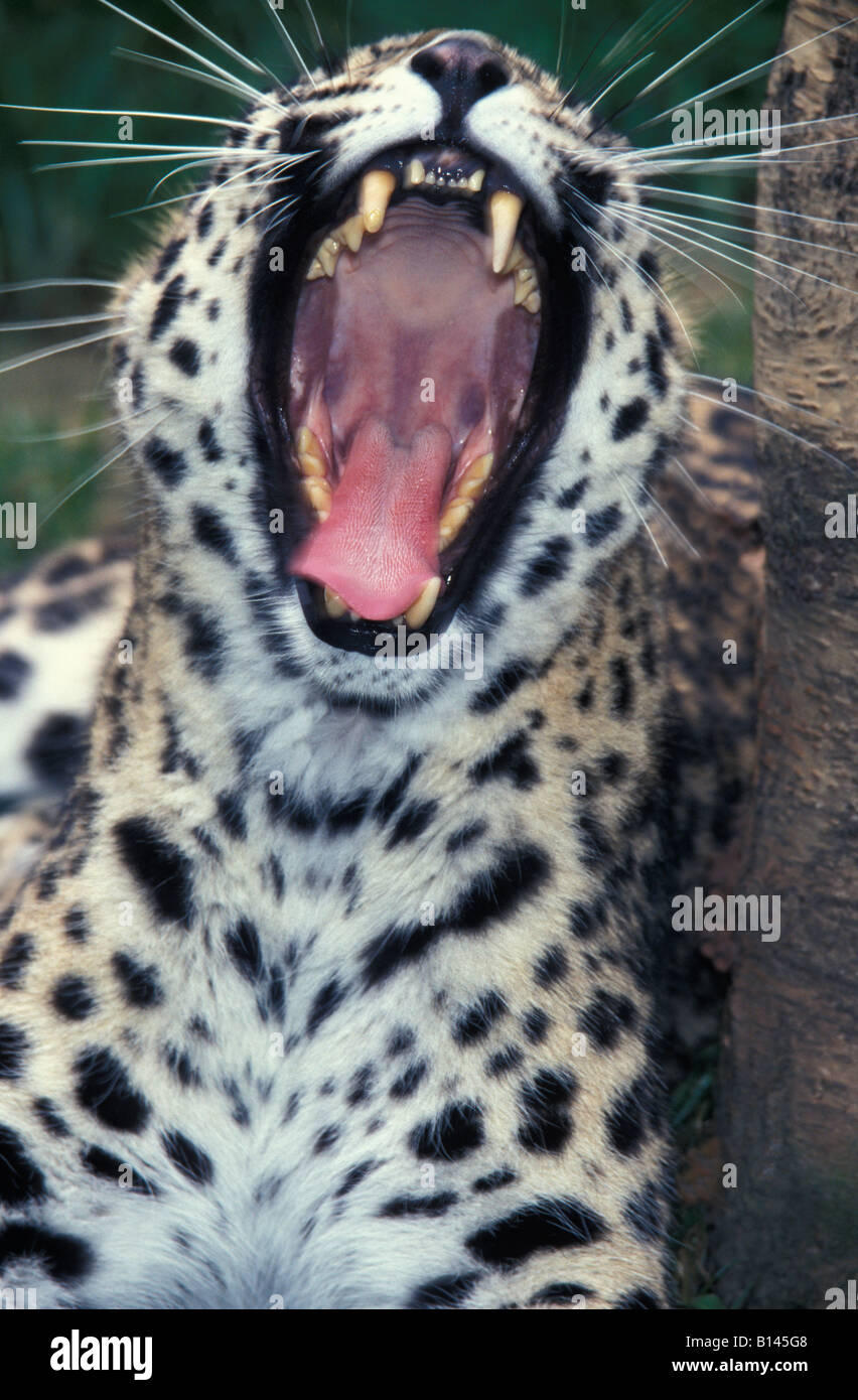 Panthere weibliche Leoparden gähnende Panthera Pardus Erwachsene Erwachsene Afrika afrikanische Tier Tiere große BLOODED CARNIVORA CARNIVORE CARNI Stockfoto