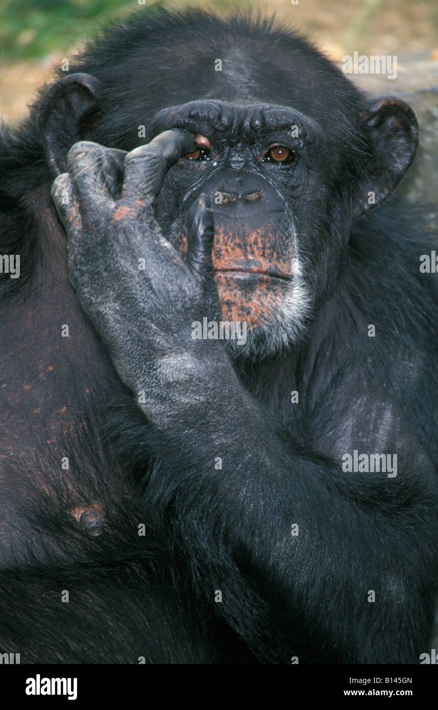 Oestlicher Schimpanse östlichen gemeinsame Schimpansen Pan Troglodytes Smoki Afrika Afrika Tiere Affen Verhalten Chimpanzé Commun chim Stockfoto