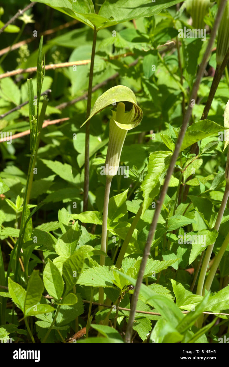 Buchse in die Kanzel Arisaema triphyllum Stockfoto