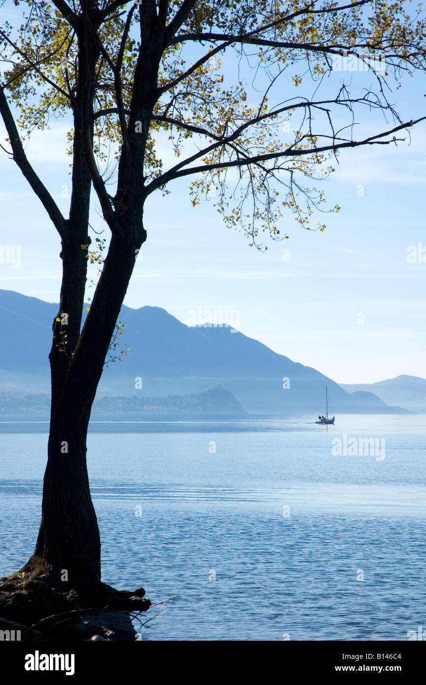 Baum klammerte sich an Land am Ufer des Lago Maggiore in der Nähe von Luino mit einer Yacht fahren von der Küste entfernt Stockfoto