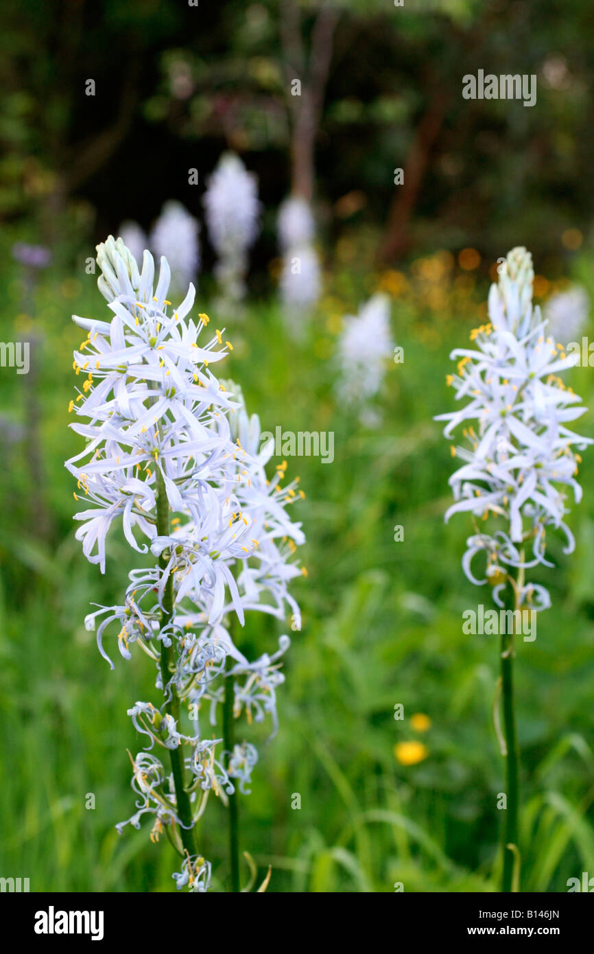 CAMASSIA CUSICKII Stockfoto