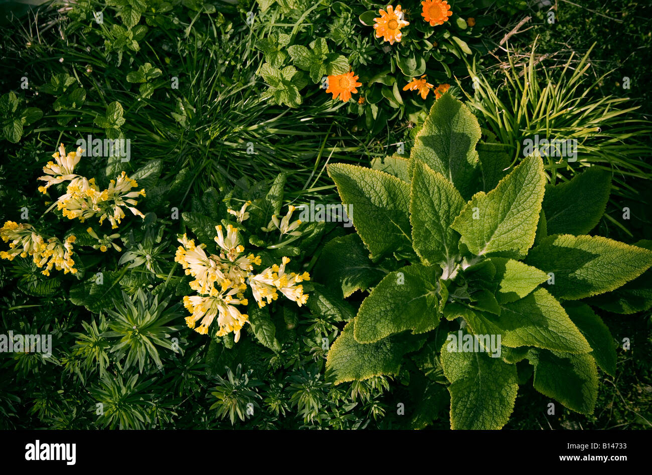 Kuh Slip lateinischer Name: Primulaceae Stockfoto