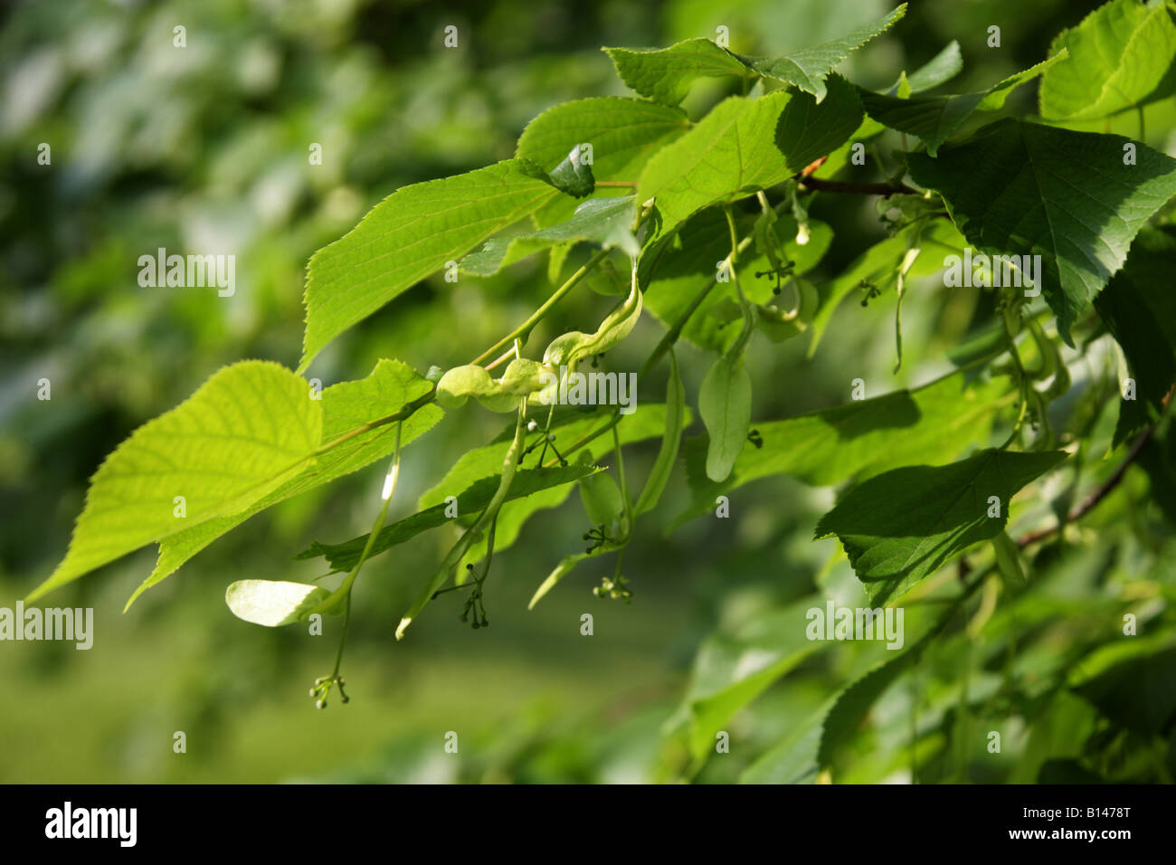 Gemeinsamen Lime Tree Tilia Vulgaris Tiliaceae Stockfoto