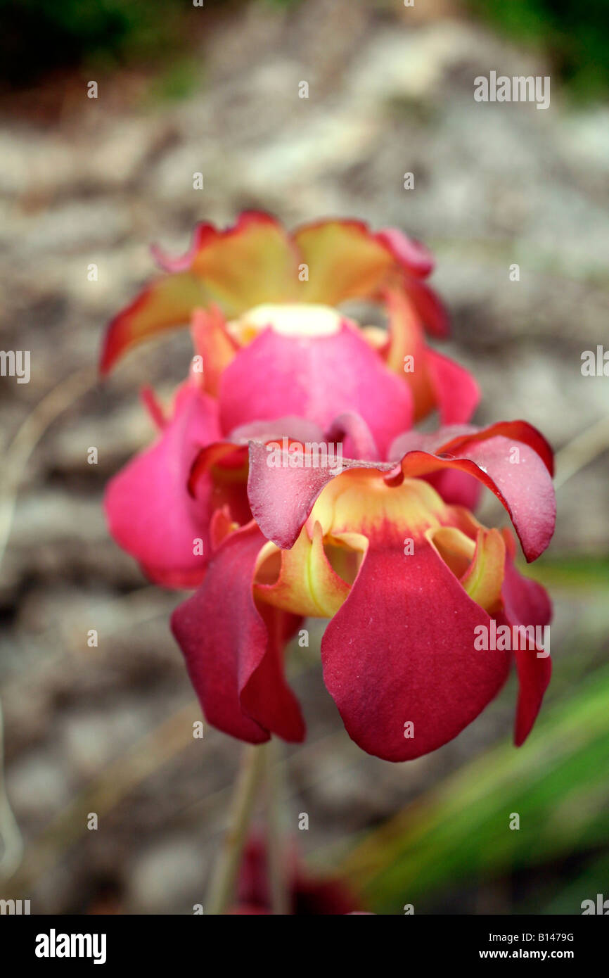 SARRACENIA OREOPHILA X PURPUREA VENOSA SÜD WEST CARNIVEROUS PFLANZEN RHS CHELSEA FLOWER SHOW 2008 Stockfoto