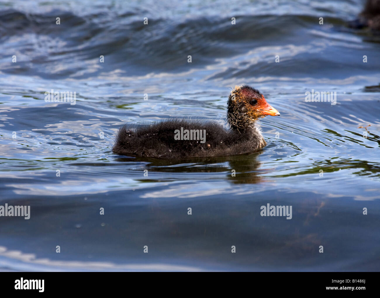 Baby-Blässhuhn Stockfoto