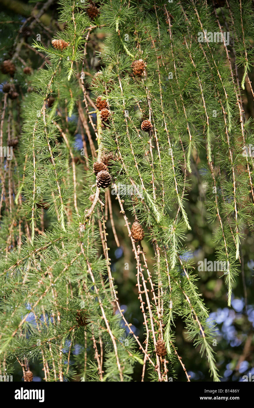 Europäische Lärche-Larix Decidua Tannenbäumen Stockfoto